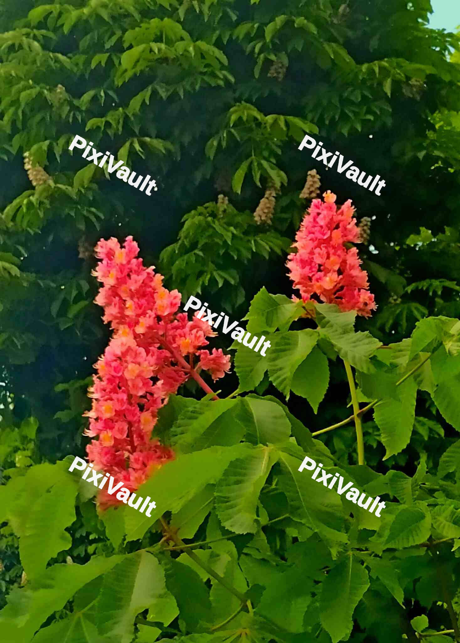 Hyacinth Flowers